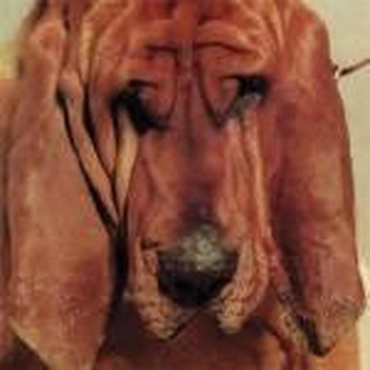 SEGALL, TY – GOODBYE BREAD – LP