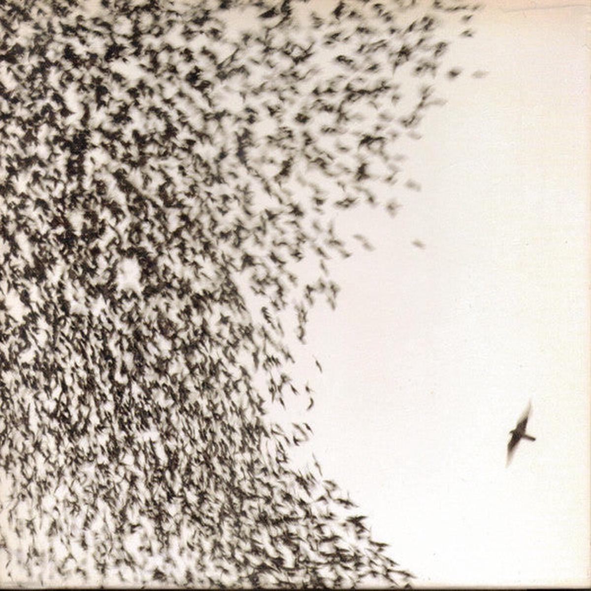 WILCO – SKY BLUE SKY – CD