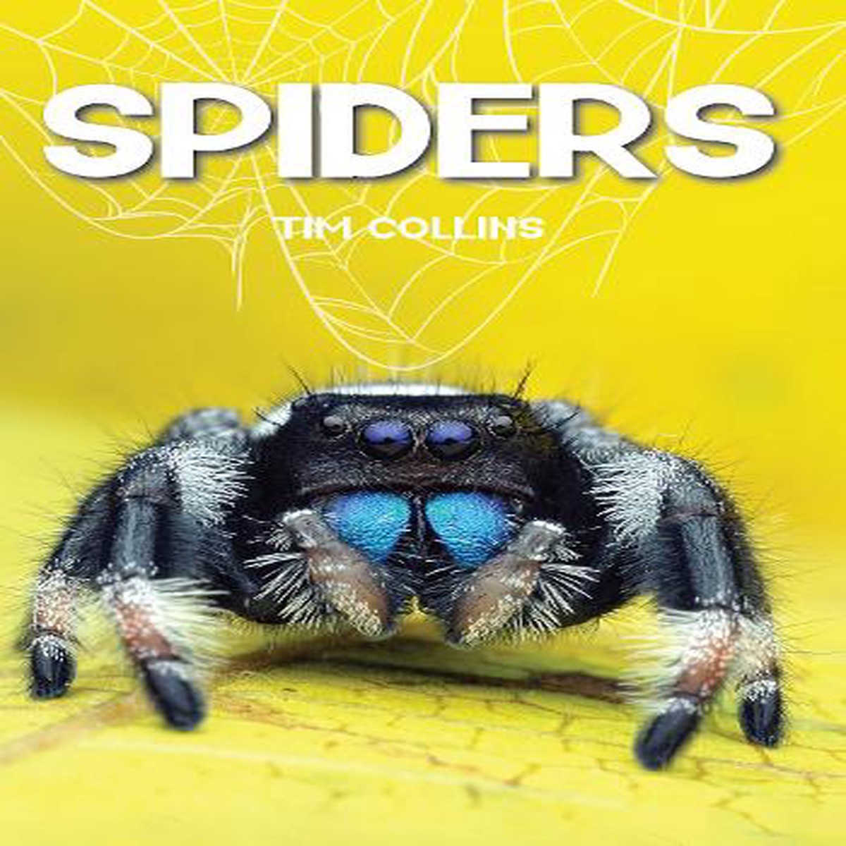 Spiders