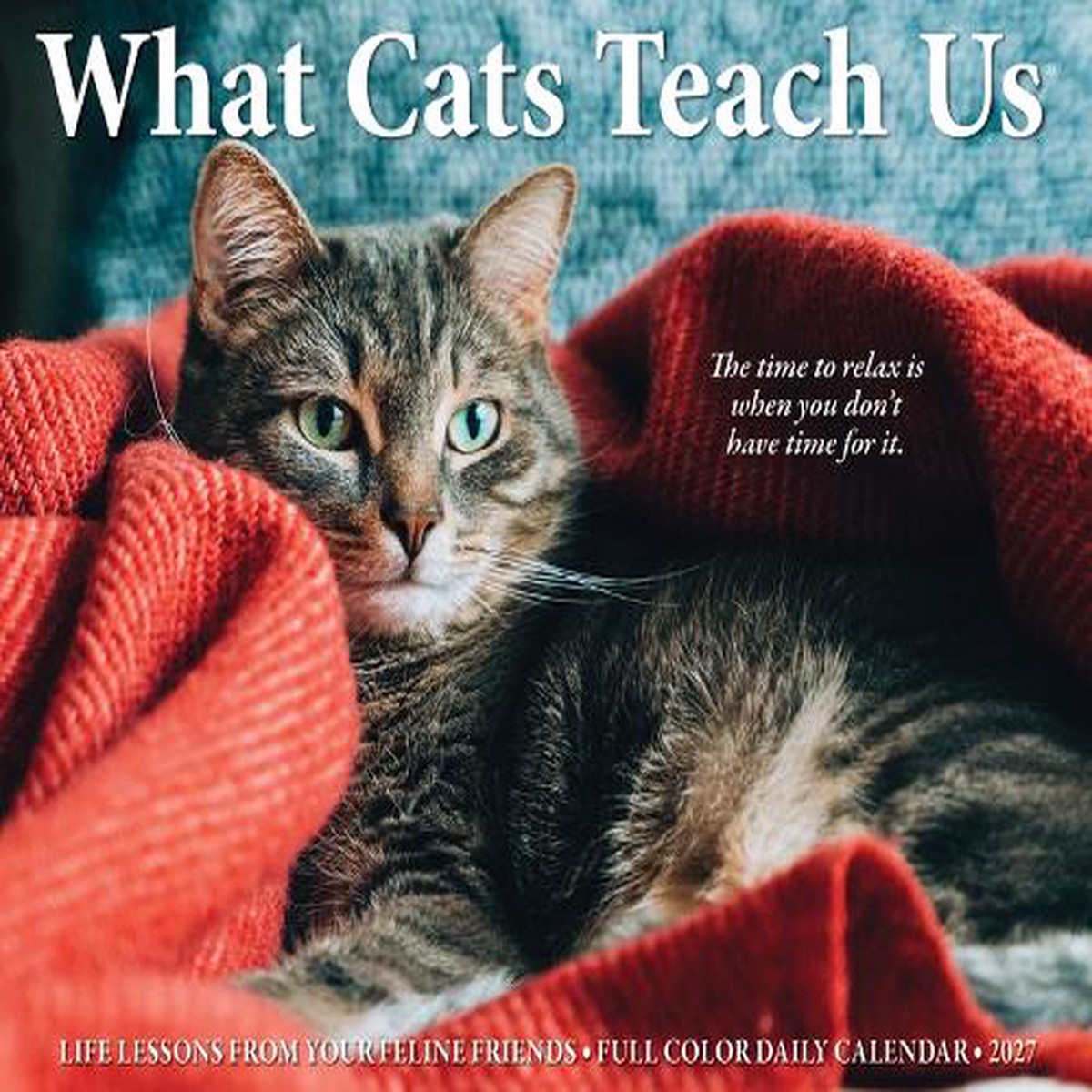 What Cats Teach Us 2027 Box