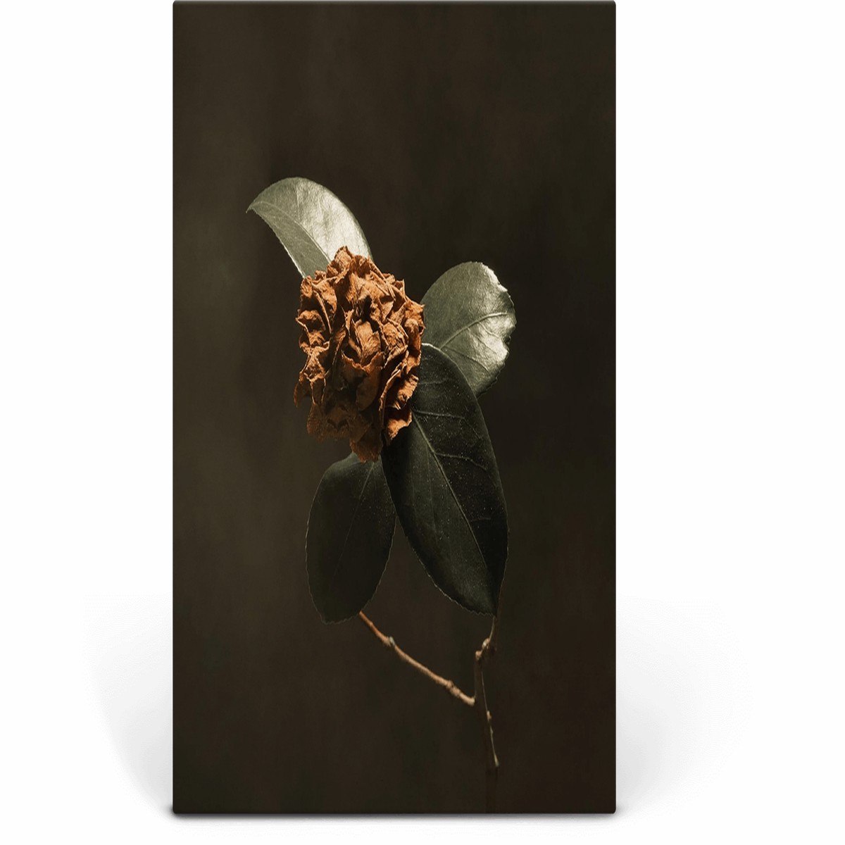 St. Paul & The Broken Bones : Young Sick Camellia (Ultra Clear Vinyl)