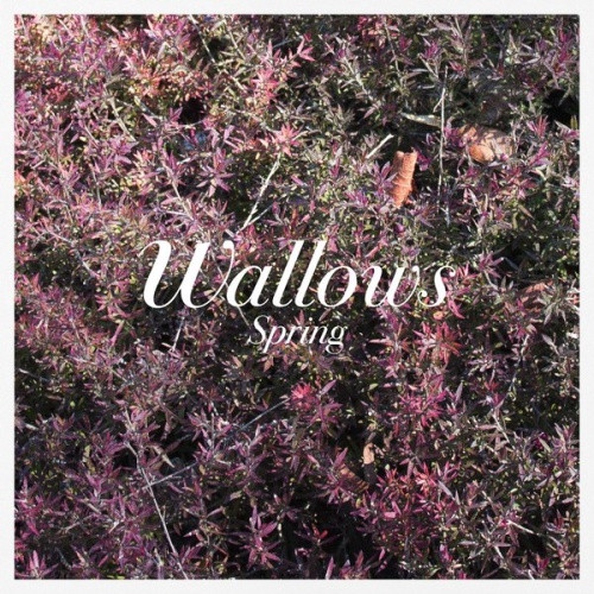 Wallows – Spring – 12″ Colored Vinyl